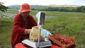 Сърбия ще изнася ягоди и круши за Русия  - Agri.bg