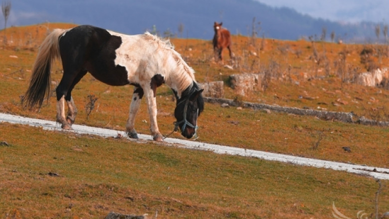 Масовата проверка на фермите за коне приключва на 30 април