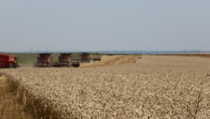 IGC: Световното производство на пшеница ще намалее значително  - Agri.bg