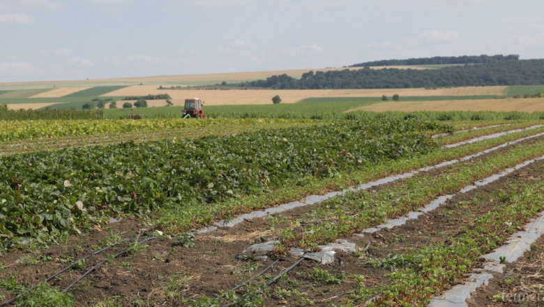 Производители на малини и ягоди искат спешна среща с Напоителни системи