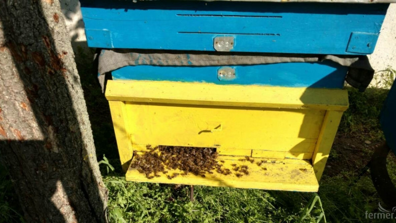 Проверяват масово измиране на пчелите в Биволаре и Божурица