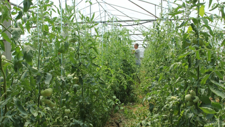 Холандският пример как се оглеждат зеленчуци в оранжерия