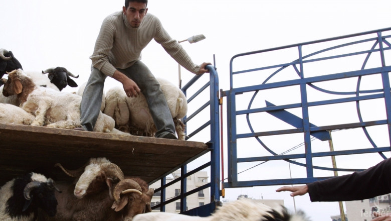 Български контрол за 45% от износа на живи животни от ЕС за Турция
