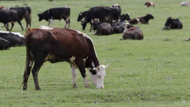 Фермери: Защо се дават пасища на животновъди, които не отчитат мляко?