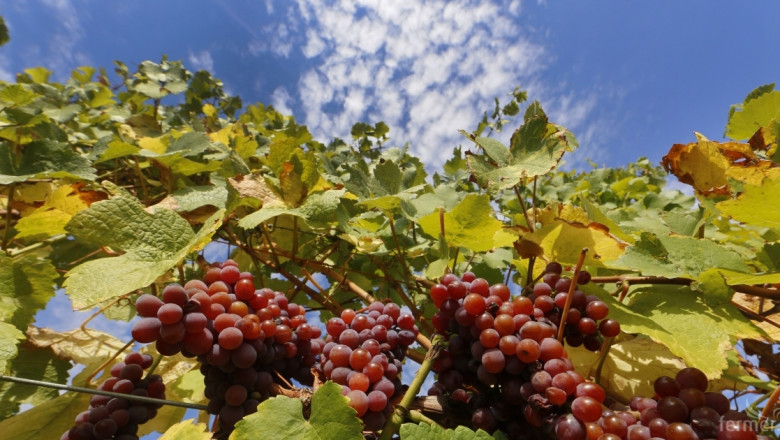Глобален спад в производството на вино до 60-годишен минимум