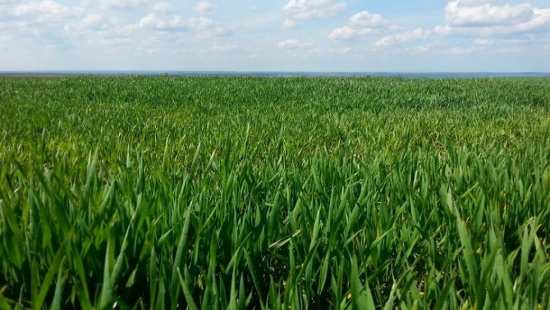 Добро и много добро е състоянието на посевите от пшеница в Добричко