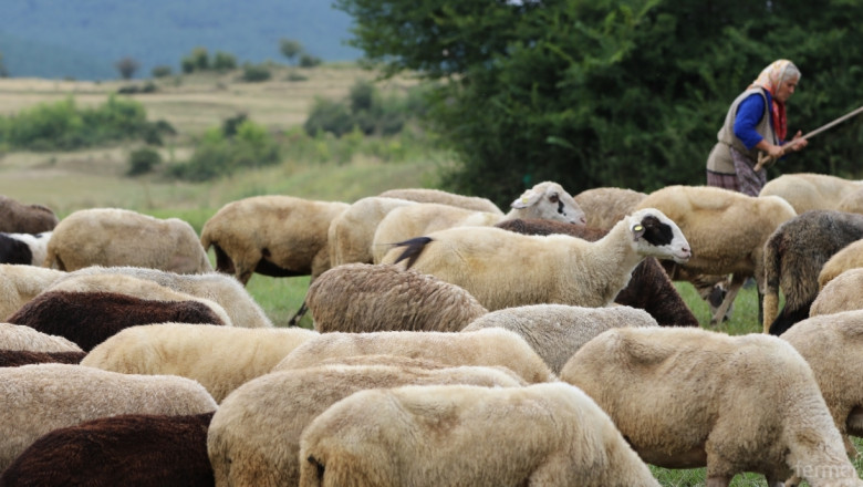 Броят на млечните овце в страната се запазва над 1 милион