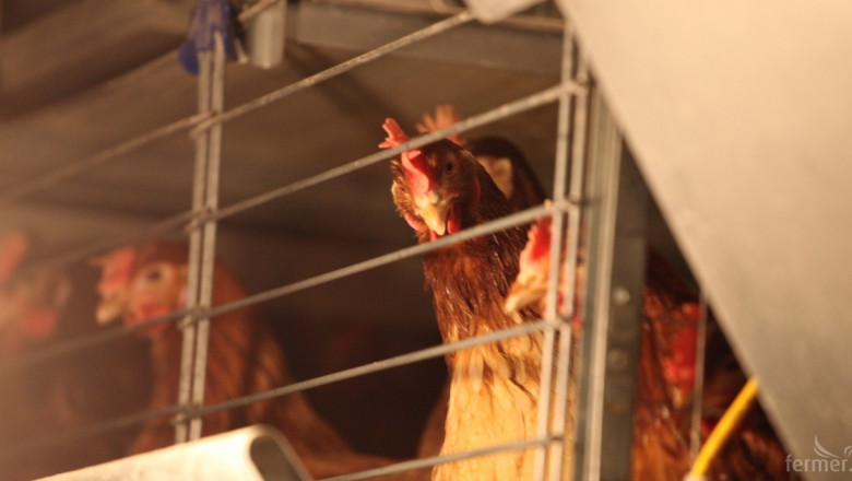 Ръст на производството на пилета и яйца в Турция