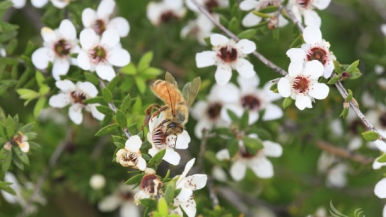 Приемат заявления за плащане по сключени договори по пчеларската програма 