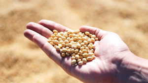 Бразилия реализира над 70% от реколтата си от соя - Agri.bg