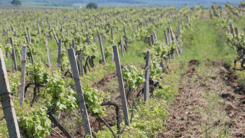 Мошеници искат пари за вписване в лозаро-винарския регистър