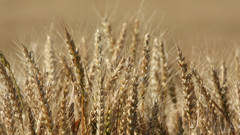 Алжир очаква рекордна реколта от зърно през 2018 г.