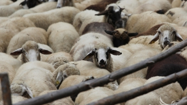 НОКА: Турция постави неприемливи условия за износ на живи животни