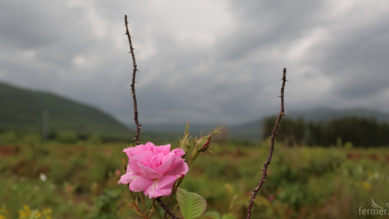 Остра липса на работна ръка за розовите насаждения в Карловско