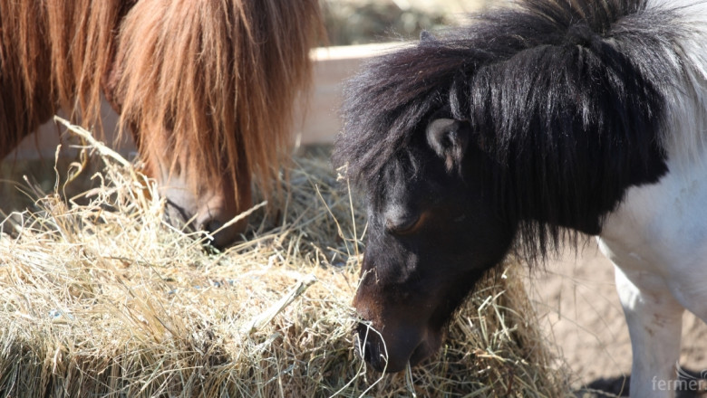 Дрон намери още коне от стадото на Пищалов в Осоговската планина
