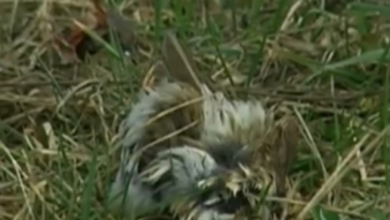 БАБХ проверява сигнал за десетки мъртви птици край Русе