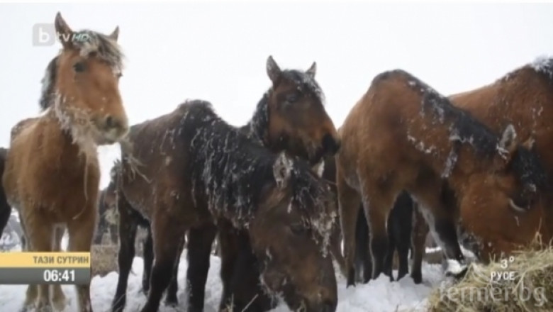 Трагедия под връх Руен: Десетки коне загинаха от глад в снега (обновена)