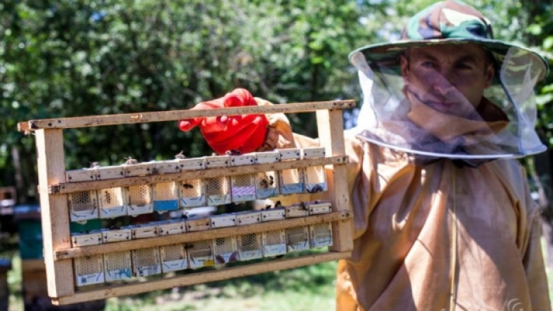 Миролюбивите пчели на Грузия 
