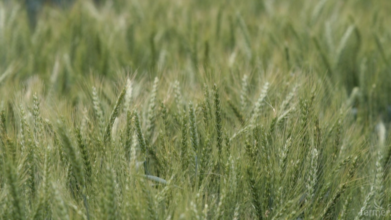 Първи прогнози за производството на пшеница за сезон 2018/2019 
