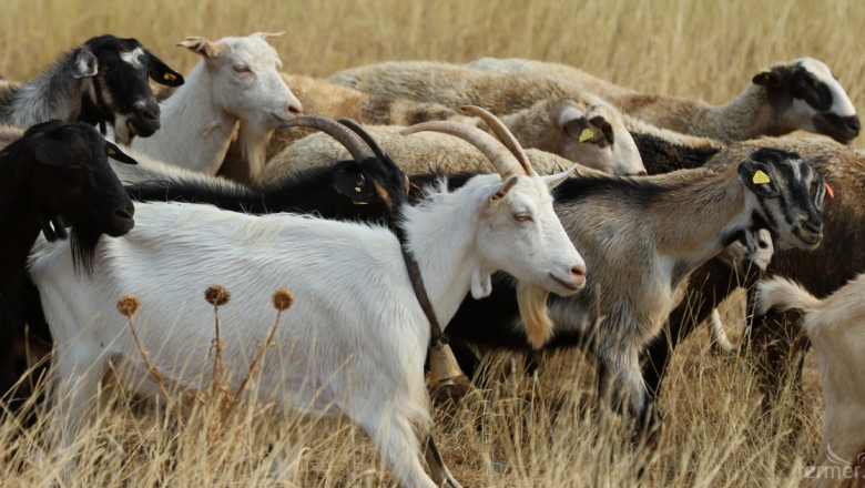Вълци убиха кози на фермер от Ардинско 