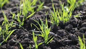 Започват проверки на посевите от пшеница в Добричкия регион - Agri.bg