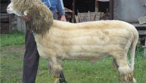 Овчата вълна се превърна в златното руно на световния пазар - Agri.bg