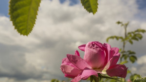 Асоциация настоява за контрол върху насажденията от рози и лавандула  - Agri.bg
