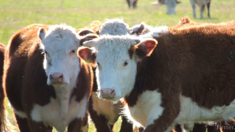 Запазване на търсенето на говеждо месо в Америка
