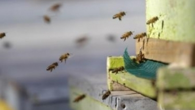 31 578 пчелни семейства са регистрирани в Разградско 