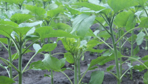 Фитосанитарният контрол се разширява с нови растения, зони и вредители - Agri.bg