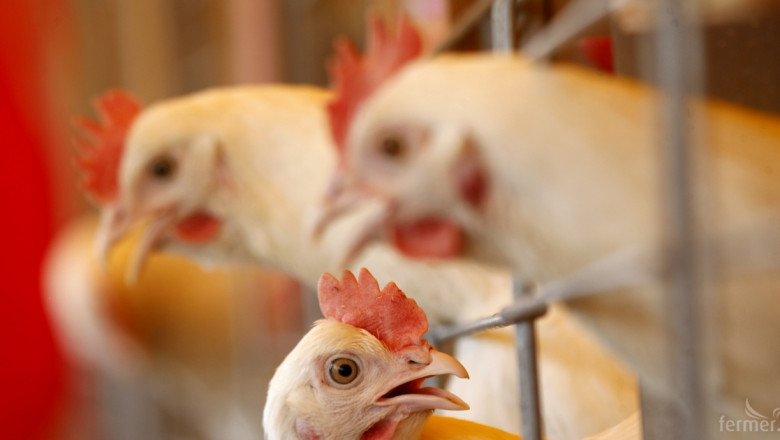 БАБХ откри огнище на птичи грип в птицеферма в Генерал Тошево