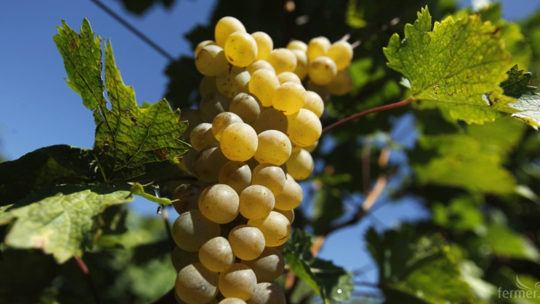 Публикуваха новата лозаро-винарска програма за периода 2019-2023 г.
