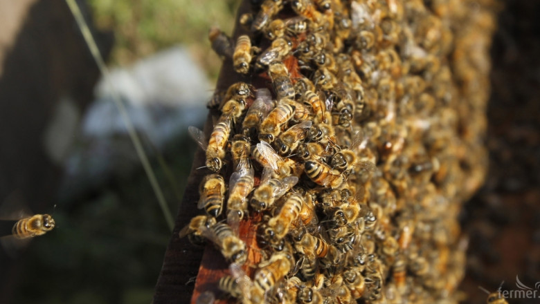 EFSA: Употребата на неоникотиноиди е опасна за пчелите