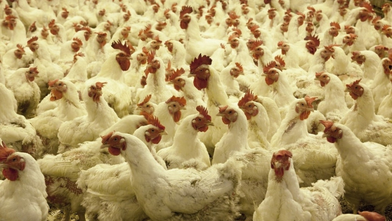 Китай премахна антидъмпинговите мита за внос на пилета от САЩ