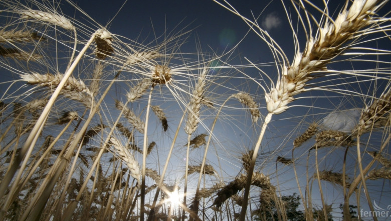 Зърно: 6 132 952 тона е общият ресурс от пшеница в страната 