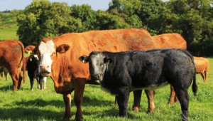 Ирландски фермери искат 200 евро подкрепа за крави кърмачки - Agri.bg