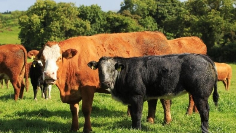 Ирландски фермери искат 200 евро подкрепа за крави кърмачки