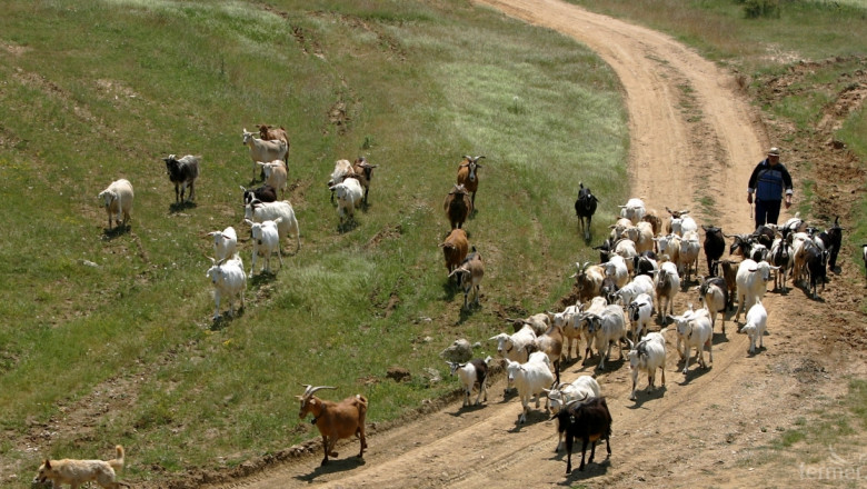 Повече адекватна подкрепа за стопаните на овце и кози
