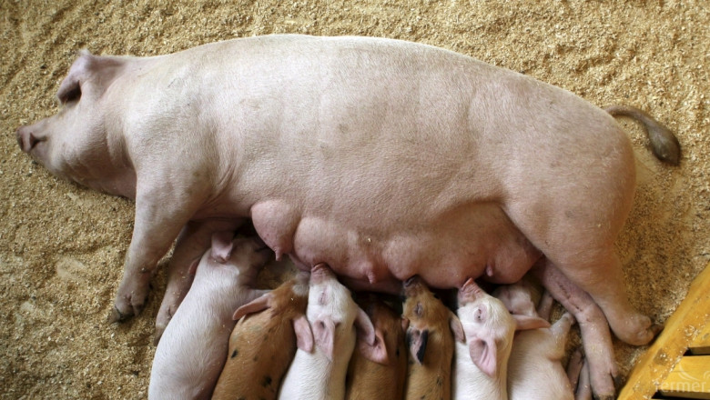 Ръст в броя на свинете в Европа