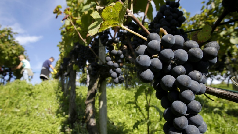 Готвят проект за подпомагане на лозаро-винарския сектор до 2023 г.
