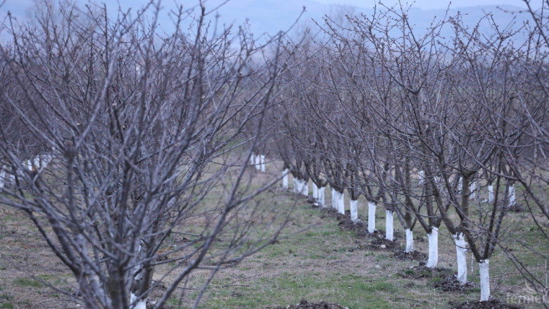 Все още има опасност от измръзване на овошките в Кюстендилско 
