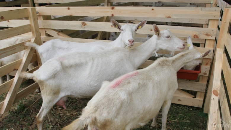 Животновъди от Пиринско се оплакват от забавени субсидии