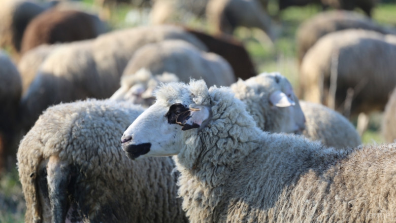 Агнетата в ЕС поевтиняха, овцете поскъпнаха през януари