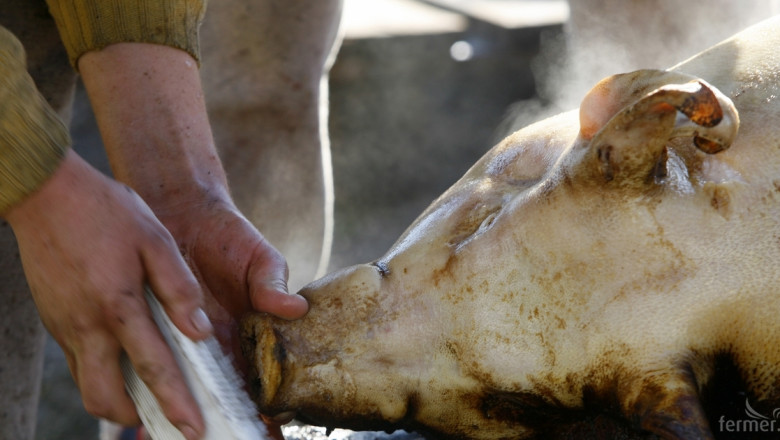 Милиони гладни свине спасиха зърнопроизводителите в Германия