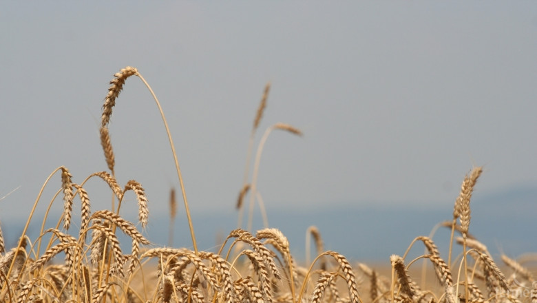 USDA прогнозира нов рекорд при световното производство на пшеница