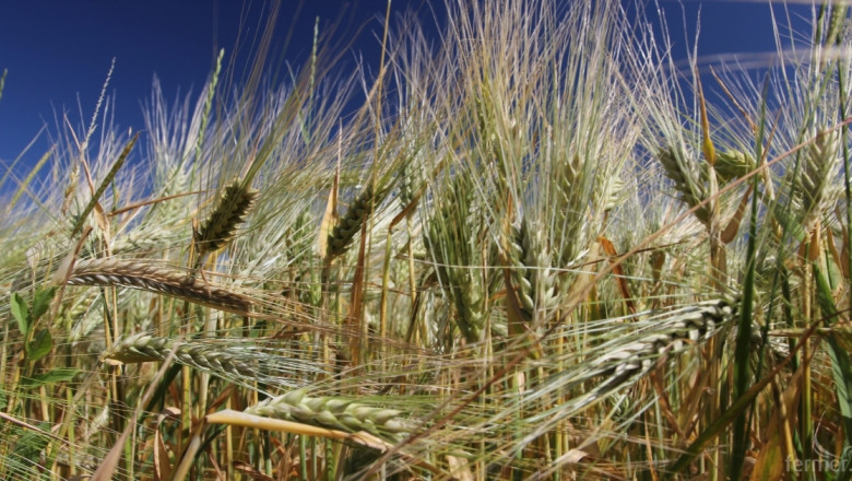Болестта ръжда по стъблото заплашва пшеницата във Великобритания и Европа