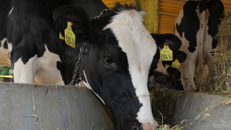 Фермерите от Родопите спират временно протеста за млякото