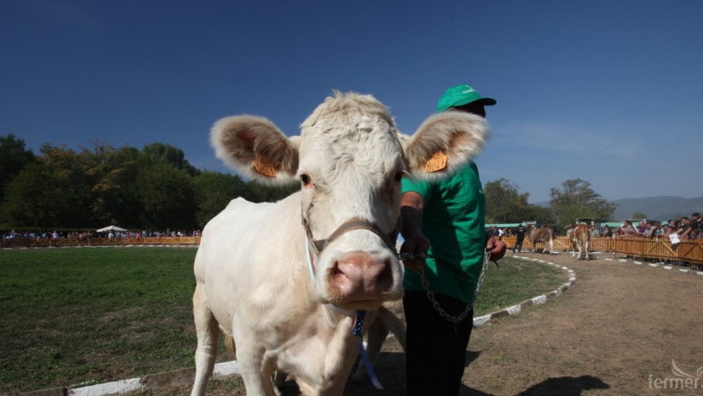 Расте броят на месодайните крави в България