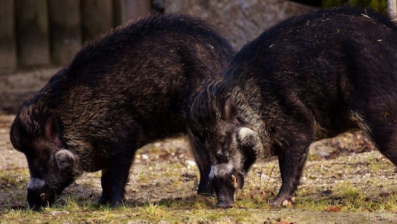 БАБХ въвежда мерки за ограничаване на популация от диви прасета