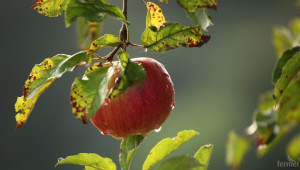 Ябълките в Полша поскъпнаха двойно и се изравниха с мандарините